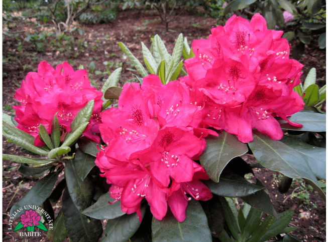 Rhododendron   'Babītes Kompaktais'